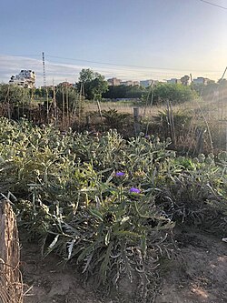 Campo de alcachofas en flor