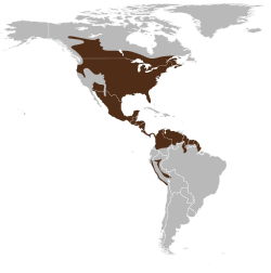 Esquema anatómico y distribución de glándulas odoríferas