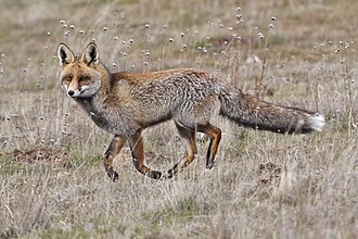 Ilustración general de Vulpes vulpes