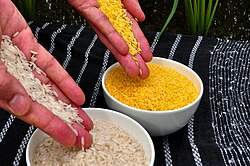 Fotografía de granos y plantas de arroz dorado