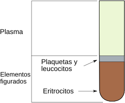 Esquema de los componentes del tejido sanguíneo