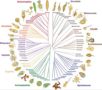 Árbol filogenético general de los organismos eucariotas.