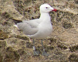 Gaviota de Audouin en su hábitat natural
