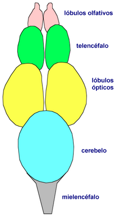 Estructura dorsal del cerebro de una trucha arcoíris