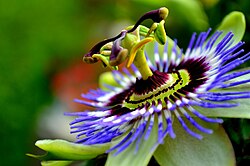 Estambres protuberantes en una Passiflora caerulea