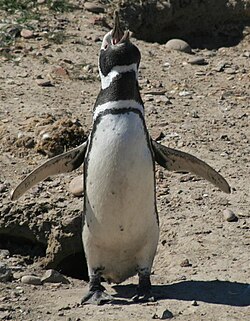 Pingüino macho vocalizando en la costa