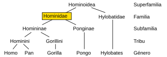 Árbol filogenético de los homínidos