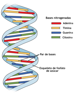 Estructura molecular esquemática de un nucleótido.
