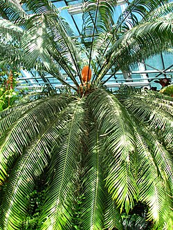 Cycas circinalis en invernadero