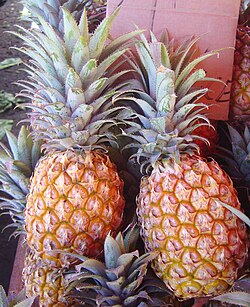 Cultivar Victoria.