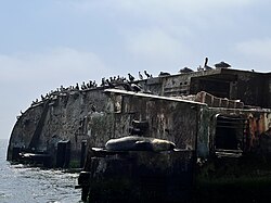 Lobo marino junto a aves guaneras