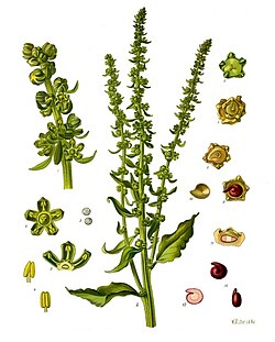 Ilustración botánica histórica de Beta vulgaris