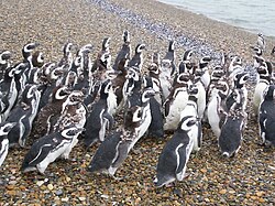 Fauna patagónica en la costa de la bahía