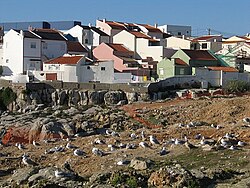 Vista paisajística relacionada con Peniche