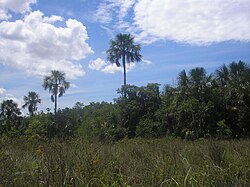 Palmera burití (Mauritia flexuosa) en una comunidad en Minas Gerais, Brasil.