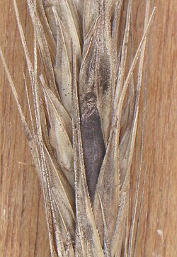 Claviceps purpurea en el centeno
