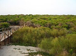 Pinar marítimo en Punta Candor