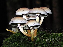 Hypholoma fasciculare, un hongo.