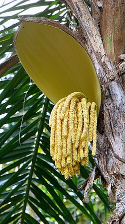 Inflorescencia de la palma Bactris gasipaes