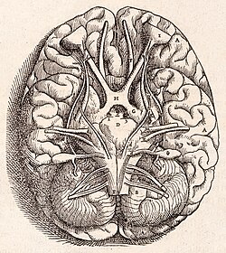 Ilustración anatómica de la base del encéfalo de Vesalio