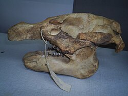 Cráneo de un Trichechus manatus