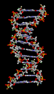 Estructura parcial del ADN