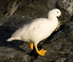 El caiquén de mar o caranca