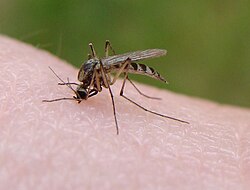Algunas especies de mosquitos cortan la piel antes de succionar la sangre