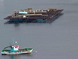 Batea tradicional de cultivo de mejillón en la Ría de Vigo.