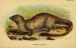 Ilustración histórica de Herpestes ichneumon de 1896