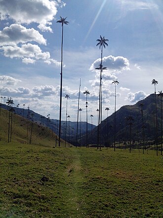Palma de cera del Quindío en su entorno natural