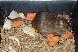 Ratón casero alimentándose en su entorno
