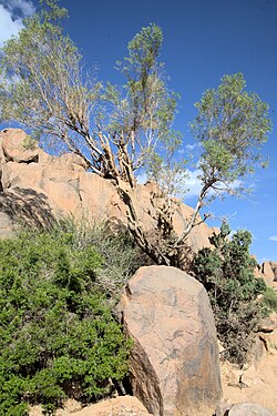 Ejemplar de Olea europaea subsp. laperrinei en las montañas del Hoggar, Argelia