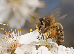 Abeja con polen en sus patas