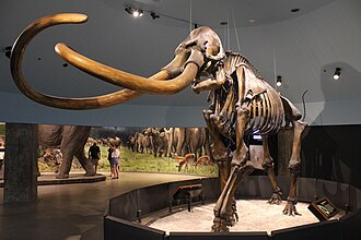Esqueleto de mamut colombino de los pozos de asfalto en exhibición.