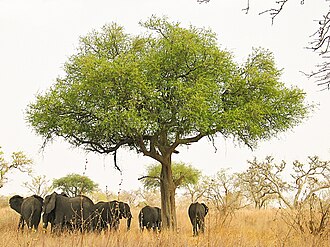Sabana arbolada del Sahel en África