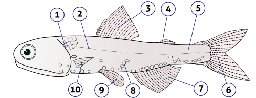 Anatomía externa de un osteíctio