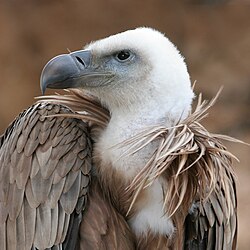 Buitre leonado en vuelo