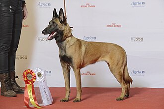 Pastor belga malinois de pie