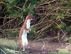 Primer plano de un ejemplar de Mustela nivalis