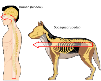 Posición anatómica estándar utilizada para describir a los seres humanos y otros animales.