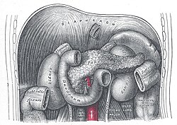 Ubicación del páncreas en relación con la cavidad abdominal humana.