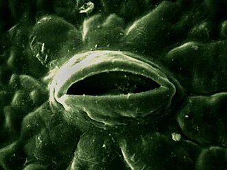 Imagen al microscopio electrónico de un estoma.