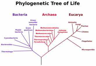 Cladograma de los tres dominios de la vida