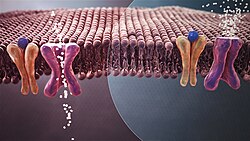 Mecanismo de la diabetes mellitus tipo 2