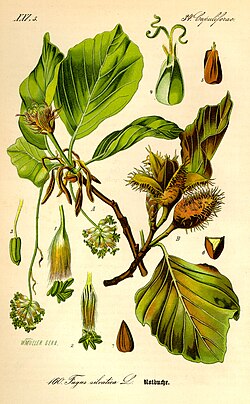 Ejemplar de Fagus sylvatica