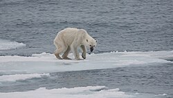 Oso polar sobre hielo derretido