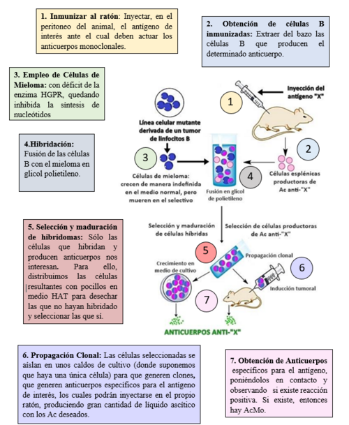 Generación de anticuerpos monoclonales