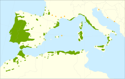 Mapa de distribución de Quercus suber