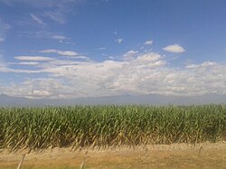 Cultivo de caña de azúcar en el Valle del Cauca